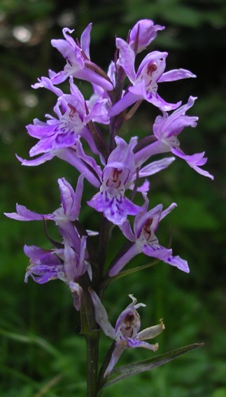 Dactylorhiza fuchsii